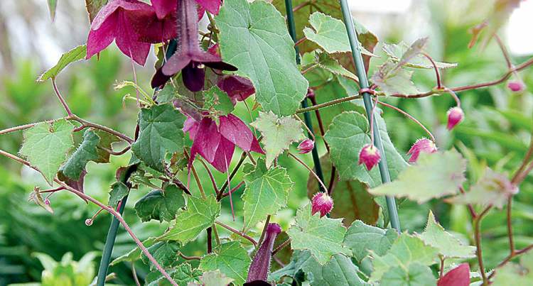 Purple Bell vine is a profusely flowering annual vine. Support it on a trellis or grow in a hanging basket.