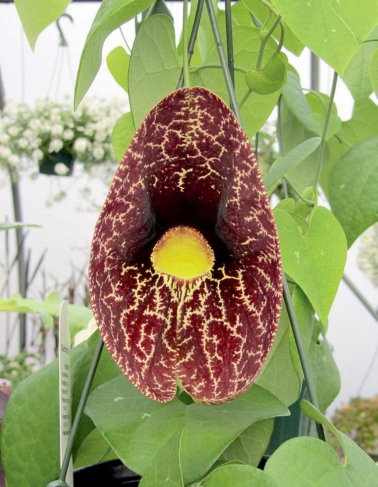 Dutchman’s pipe has a startling beauty and grows vigorously. An annual climber that features lightly fragrant kidney-shaped maroon-coloured blooms and heart-shaped leaves.