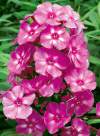 Powdery mildew is the scourge of the summer garden just when plants are at their most beautiful. Although susceptible plants such as phlox are being bred for greater disease resistance, delivering water slowly at a lower pressure and directly to the plant's root system, helps to avoid mildew. Shown: Bubblegum Pink Phlox.