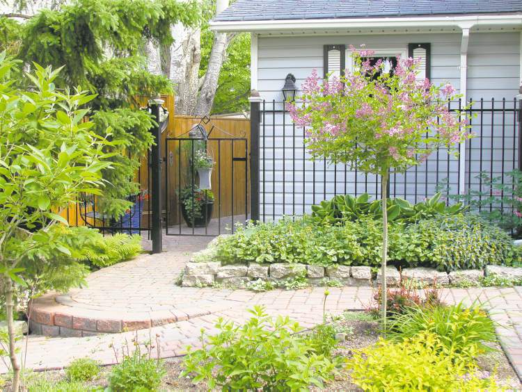Colleen Zacharias
Dwarf Korean Lilac. Prune lilacs immediately after flowering so that next year's blooms have time to develop. Don't allow the topgraft portion to get too big as this will only place undue stress on the graft.