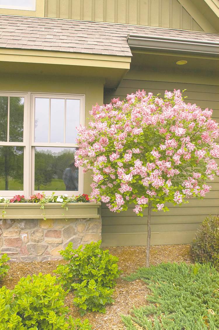 Topgrafted lilacs are stunning in bloom and provide great vertical interest in a perennial bed. Tinkerbelle Lilac has a spicy fragrance and beautiful wine-red flower buds in late spring. Mature size is six feet tall. Prune annually to maintain the rounded shape.