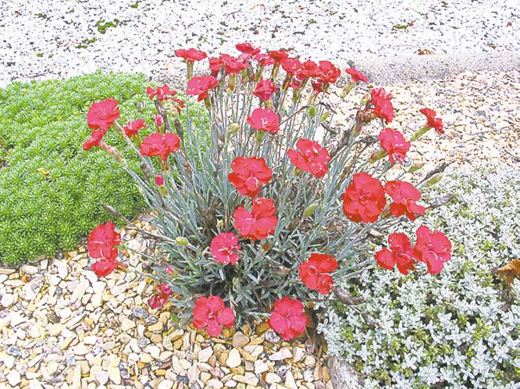 Mandy's Greenhouse)
Alpine plants are ideally suited for rock gardens. Shown: brightly coloured Dianthus x Blue Hill is flanked by Vitaliana primuliflora (bright yellow flowers in early spring) and silvery Antenaria dioca Nyewoods or 'Pussy Toes'.