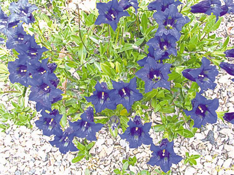 Mandy's Greenhouse
A favourite choice for rock gardens, spring-flowering Gentiana boasts trumpet-shaped blooms in a deep blue colour -- sure to attract attention.