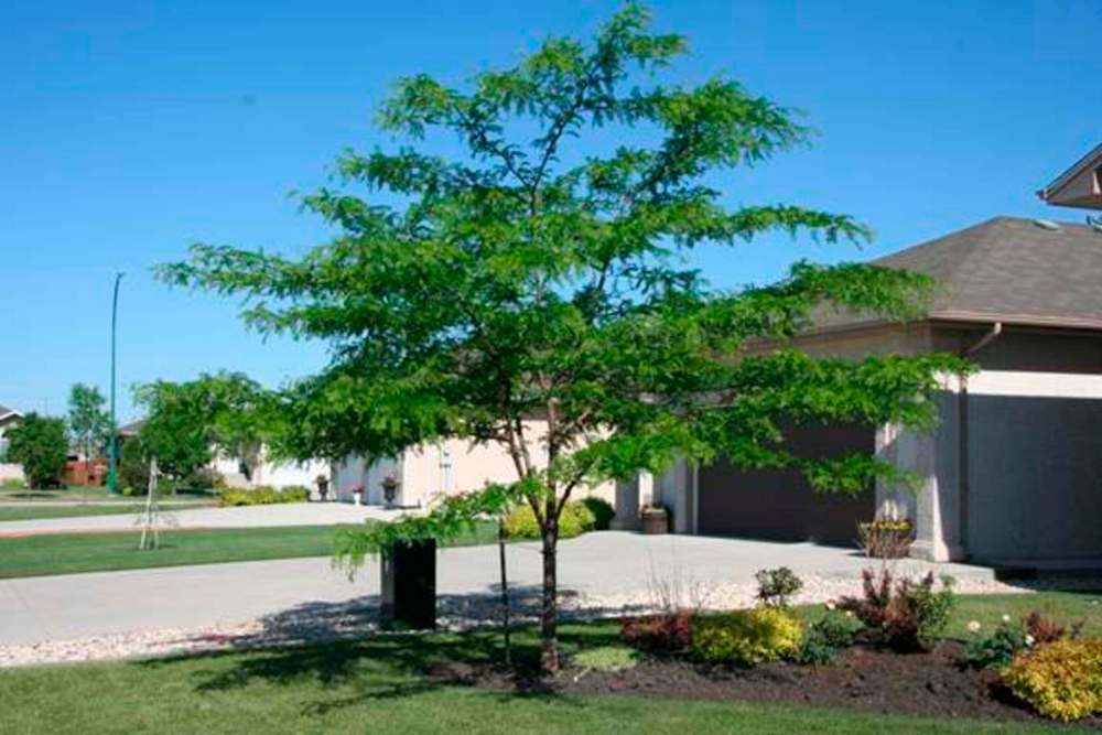 Michael Allen / Winnipeg Free Press
Northern Acclaim Honey Locust is a small tree with very small leaves that produces dappled shade.