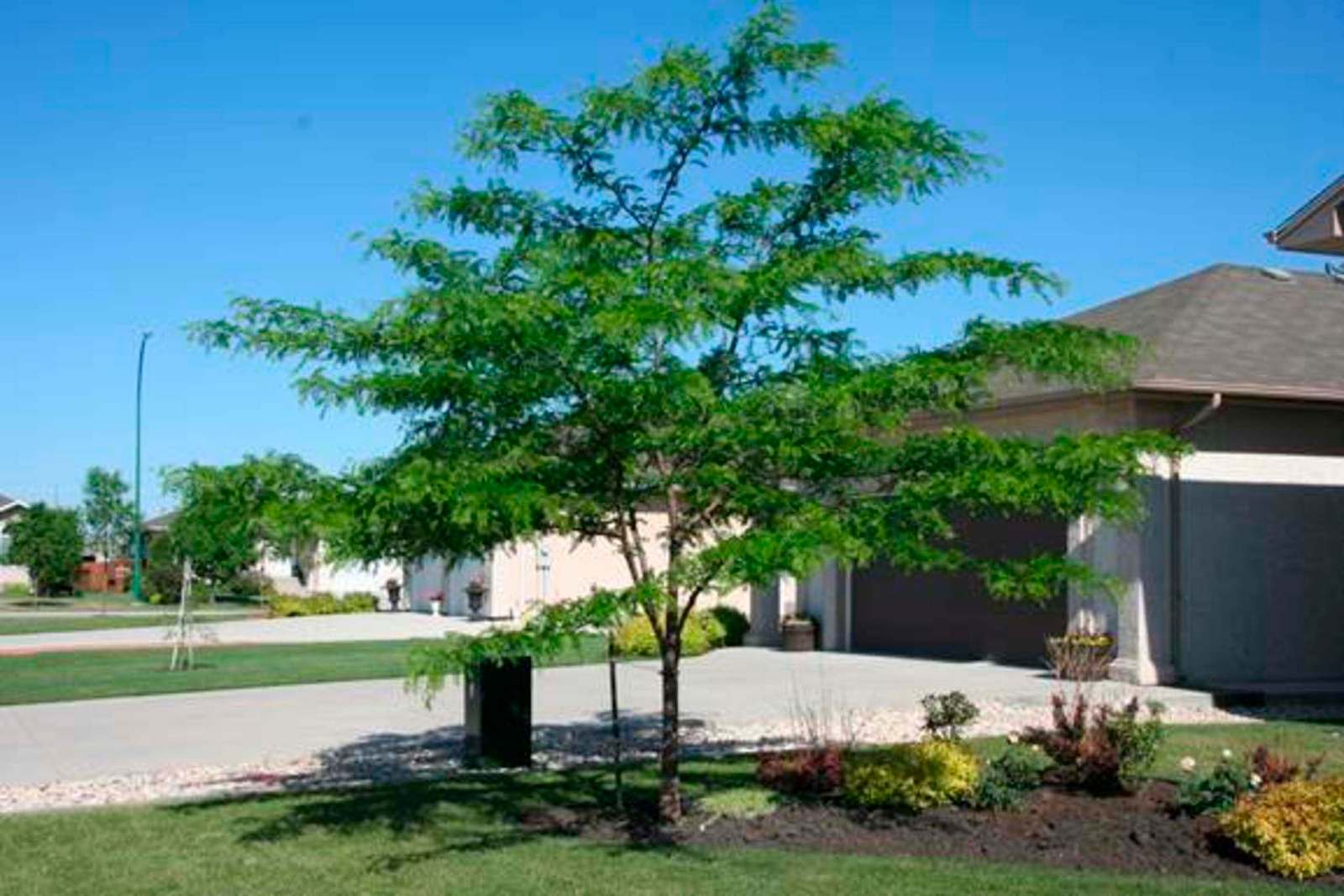Understanding the growth rate of trees – Winnipeg Free Press
