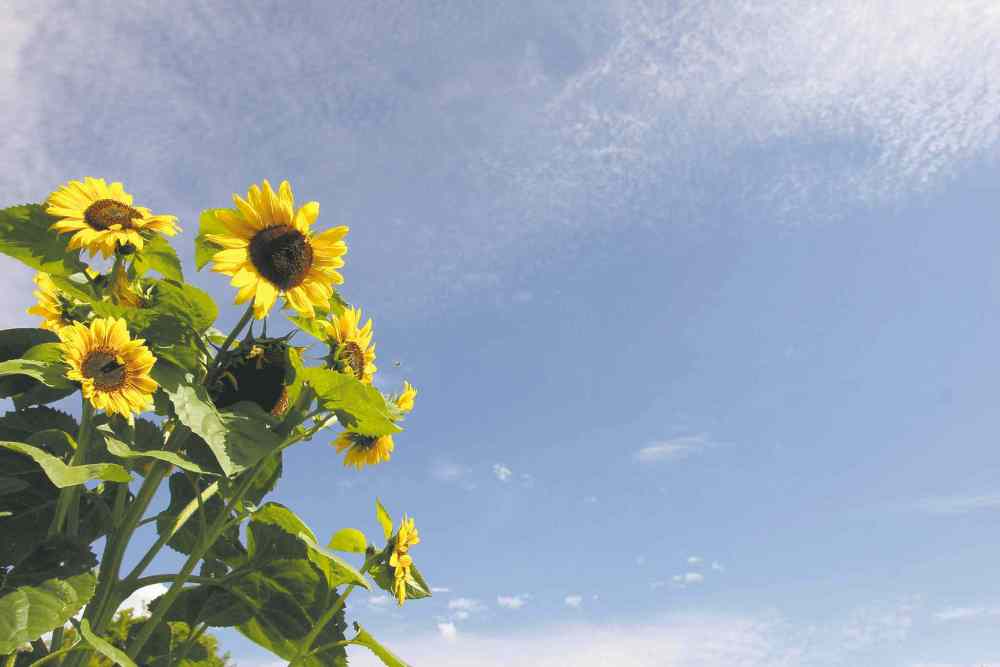 A basic tenet of permaculture design is to include plants in the landscape that have a dual purpose: ornamental beauty as well as practical usefulness.