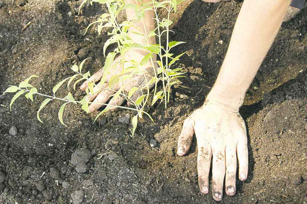 Nutrient-rich soil forms the basis of good permaculture design. The lasagna method begins with a layer of newspaper, topped by nitrogen-rich grass clippings, shredded leaves, well-rotted manure, topsoil and wood chips. Allow it to compost for up to two years before planting perennials.