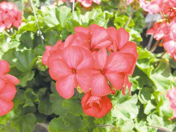 Zonal geraniums are propagated by cuttings. (Dummen Red Fox photo)