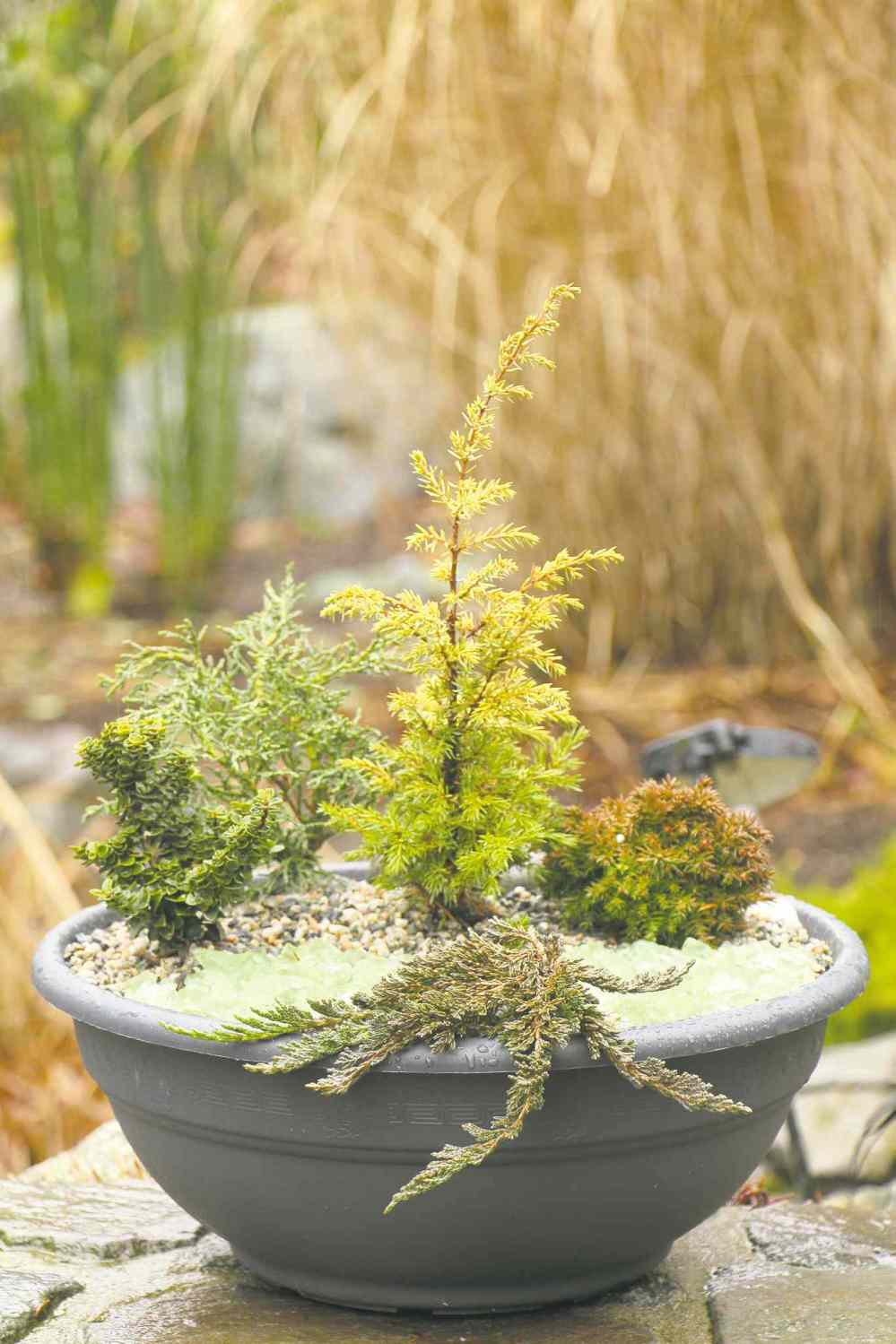 Paridon Horticultural
Know the names of your annuals and perennials? Now there is the whole new world of miniature conifers to choose from. The upright yellow plant is Juniperus communis Gold Cone. Cryptomeria japonica Tenzan in the front is a miniature spreading Japanese cedar that grows very slowly. (Photo credit: Paridon Horticultural)