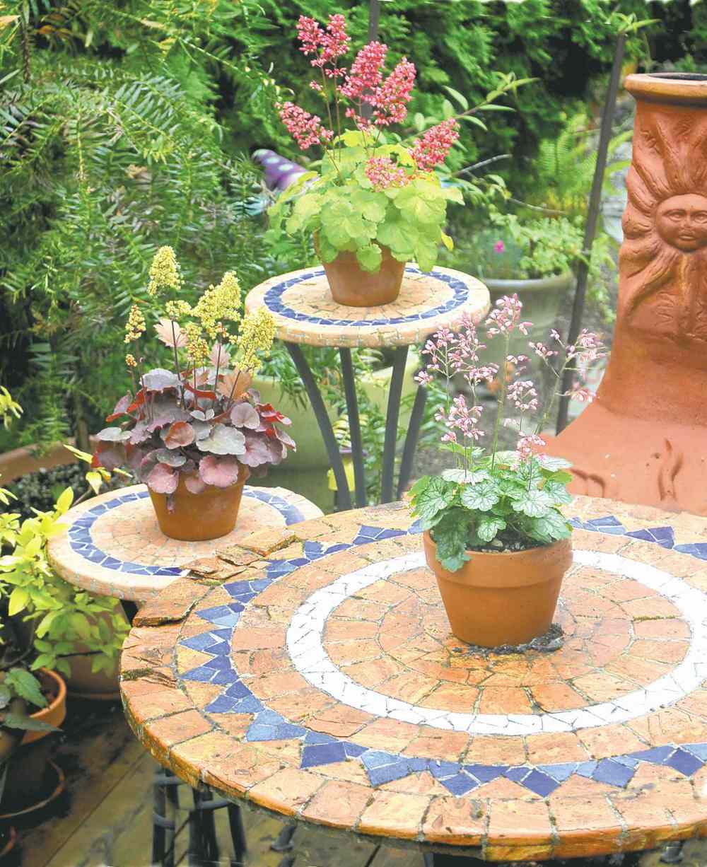Terra Nova
Sweet Tart, Blondie and Coco are ideal for tucking into patio bowls or small spaces in your garden. Hardy to zone 4, provide some added protection to these miniature heucheras. Mature size is approximately 15 cm high and 20 cm wide.