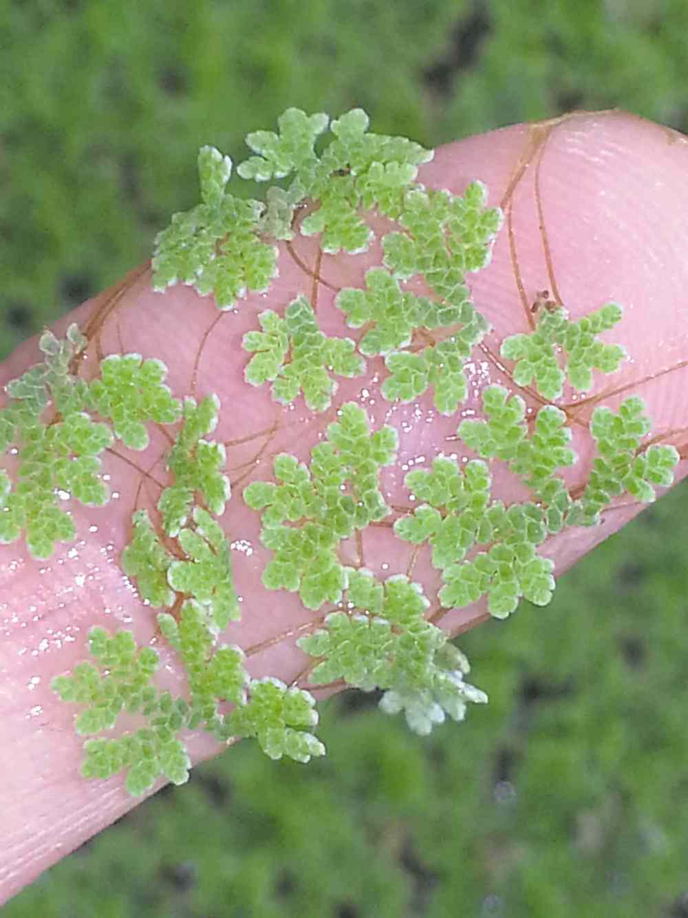 Carla Zelmer
Looking for a tiny fern for your miniature garden? Azolla Fern, shown on a fingertip, is a tiny aquatic fern that fixes its own nitrogen. Float it on top of your mini water feature. Just scoop out new growth and add it to your compost.