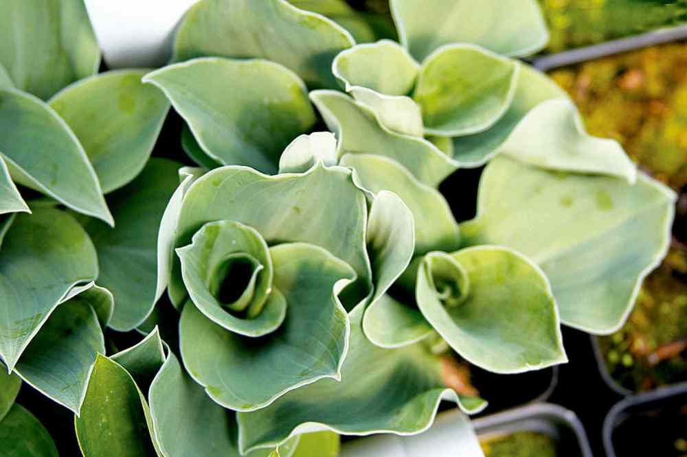 Hostabob
Miniature hostas are great additions to fairy gardens or small patio bowls. Shown: Ruffled Mouse Ears. Mature height is only 15 cm. Hardy to zone 3, this mini hosta will withstand our harsh winter. As part of an indoor patio container, it will require a dormant period so is best suited for planting outdoors.