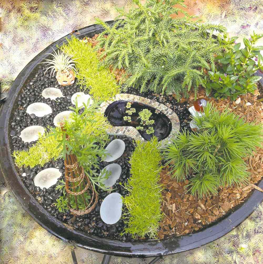 Paridon
The sky is the limit for creating imaginative scenes in Fairy Gardens. Perfect for introducing children to the joy of gardening. The light green foliage in the front is Picea abies Tompa, a miniature Norway Spruce with dense foliage. Hardy to our zone 3 climate. Completely mulch for winter or bring your creation indoors. Prune as needed to maintain the miniature size. (Photo credit: )