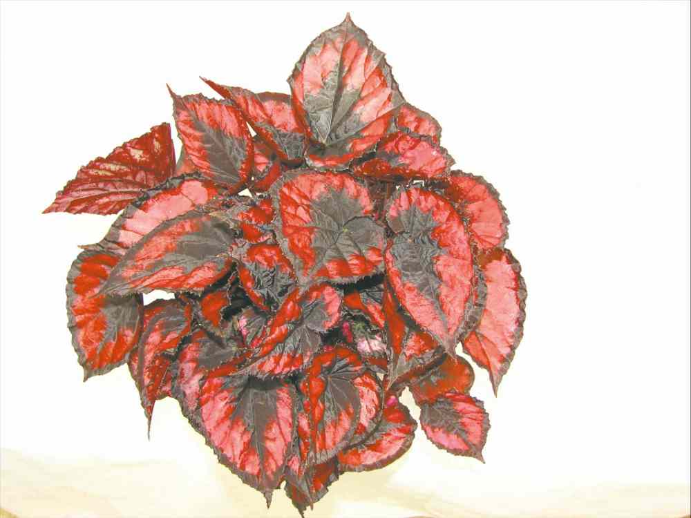 D.S. Cole
The fascination with Rex Begonias lies in its distinctive leaf shapes and colour patterns. Red Kiss sports bright red colouration with brown centers and brown margins.
Provide plenty of air
circulation and avoid
overwatering.