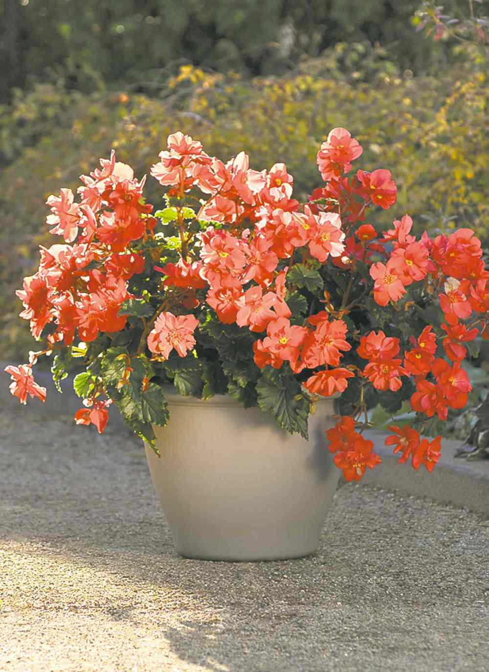 Ball Hort
New for 2014, the voluptuous cherry-red blooms of this vigorous Rieger begonia feature a yellow center. An upright plant with a mounding shape, Fire Balls is destined to become a favourite begonia. Grow in part-shade.