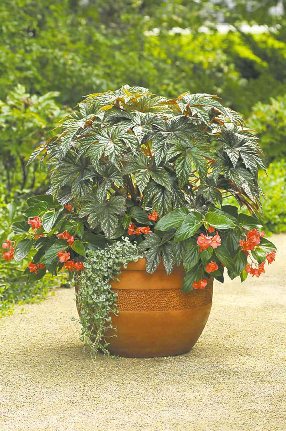 Ball Hort
Plant tropical-looking Gryphon begonia for its fantastic dark green foliage with silvery tones. Shown: Gryphon is paired with the arching stems and crimson blooms of Dragon Wing Begonia and underplanted with Emerald Falls Dichondra. Both thrive in a part -sun or part-shade location.