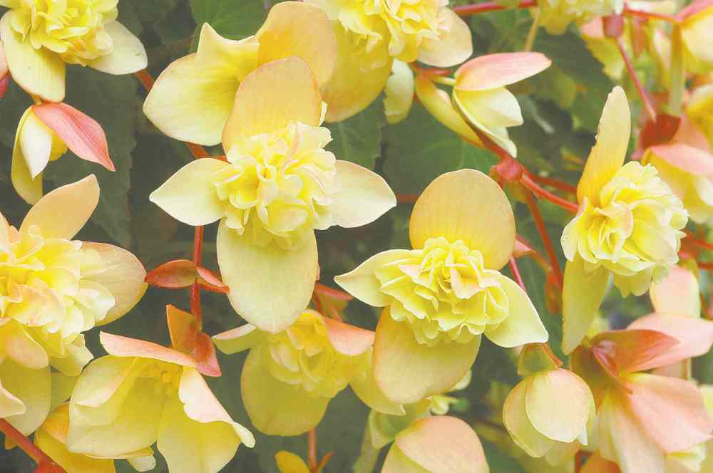 Ball Hort
Dainty in both its appearance and bloom size, Sherbert Bon Bon begonia is available in crimson red or bright lemony yellow with pink undersides. Tolerant of part-sun.