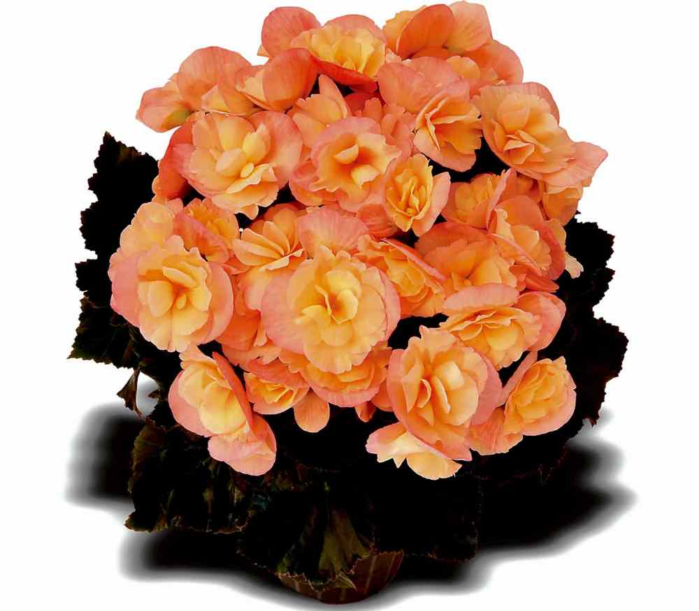 D.S. Cole
A compact, floriferous begonia with an upright habit, Elatior Dragone Sunset will brighten up a shady location with clusters of salmon-coloured double flowers. Blooms continuously from June to fall.