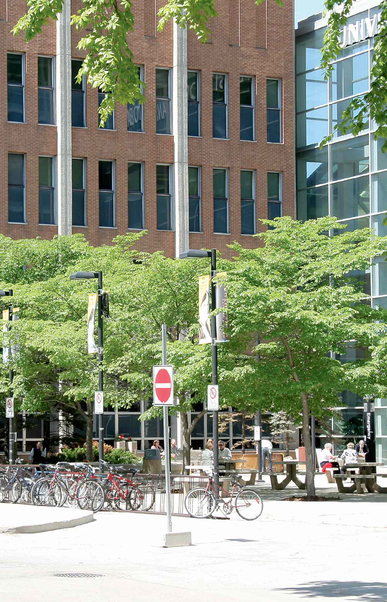 The best trees to plant in springtime Winnipeg Free Press