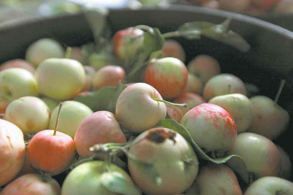 If you want healthy crab apples it is important to prune dense, shaded branches and the overhanging branches of nearby larger trees.