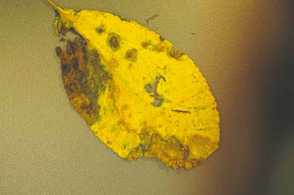 An important sign of apple scab disease is discoloured leaves covered with dark blotches.