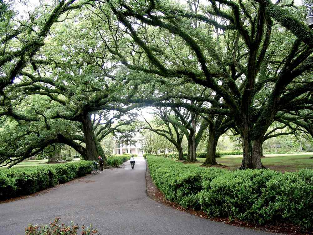 Beth J. Harpaz / the associated press
A canopy of tall live oak trees framing the back alley at Oak Alley Plantation in Vacherie, La. is seen.