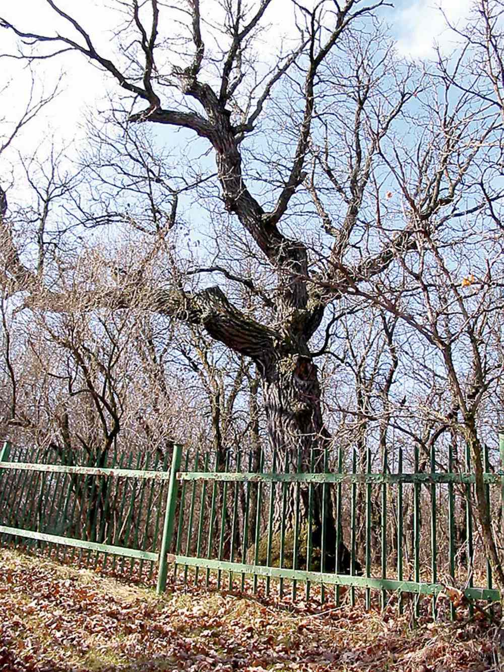 Bill Redekop story / Winnipeg Free Press
The old oak tree in Victoria Park in Souris is said to be more than 500 years old.
