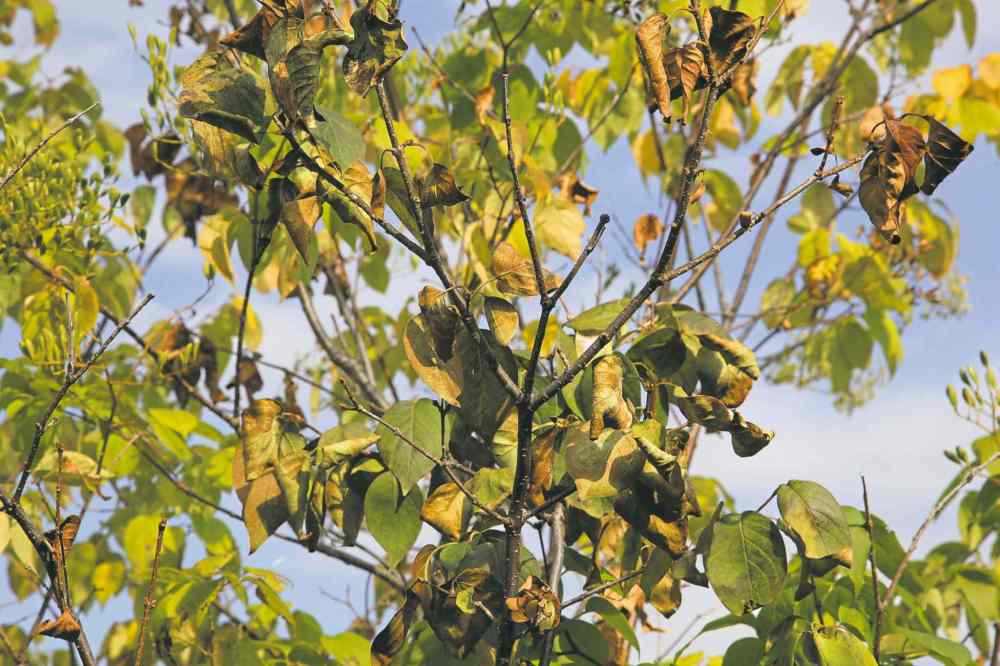 Lilac leaves with Anthracnose and Microsphaeropsis disease.