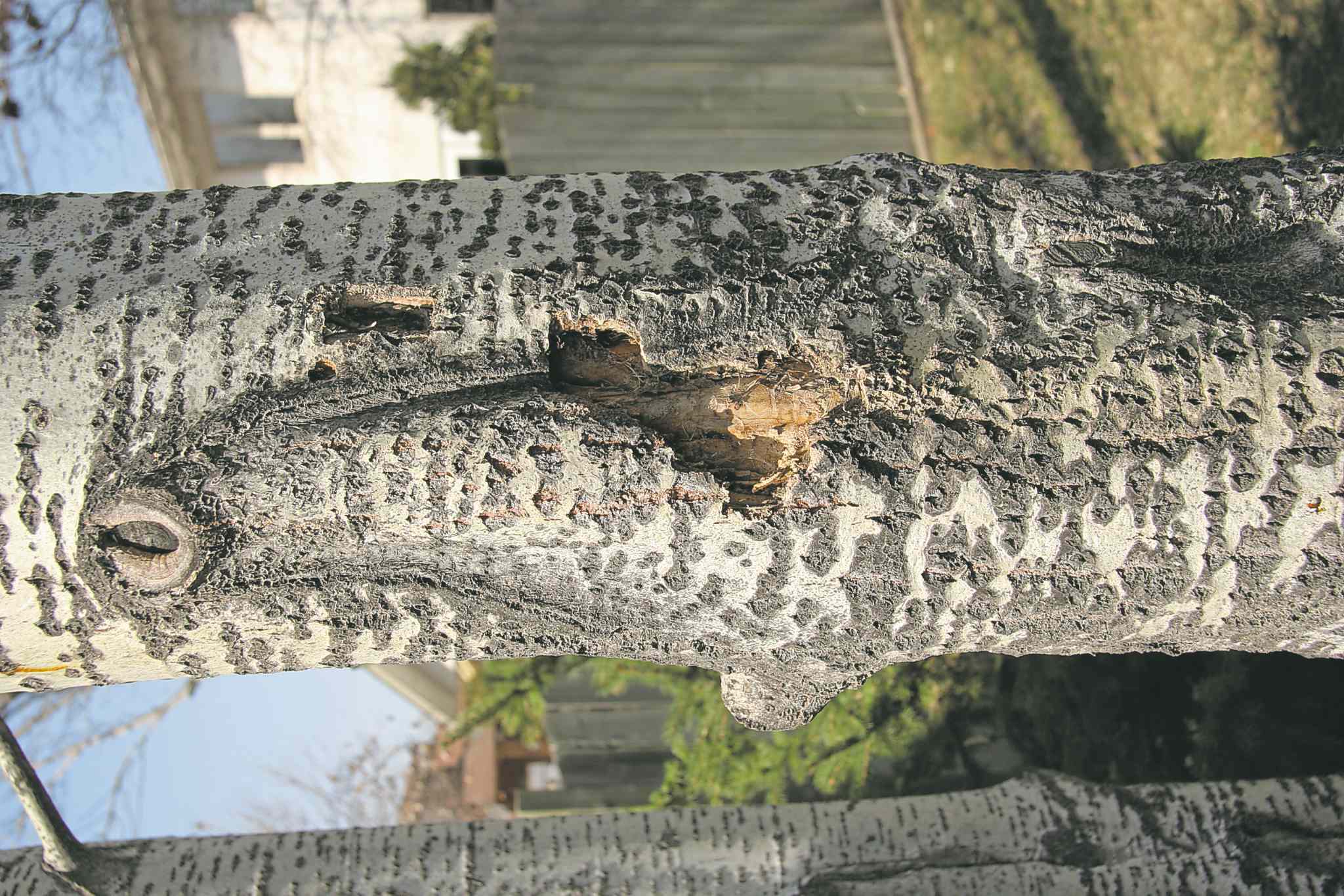 ‘Sawdust’ at base of poplar is a sign of worms Winnipeg Free Press