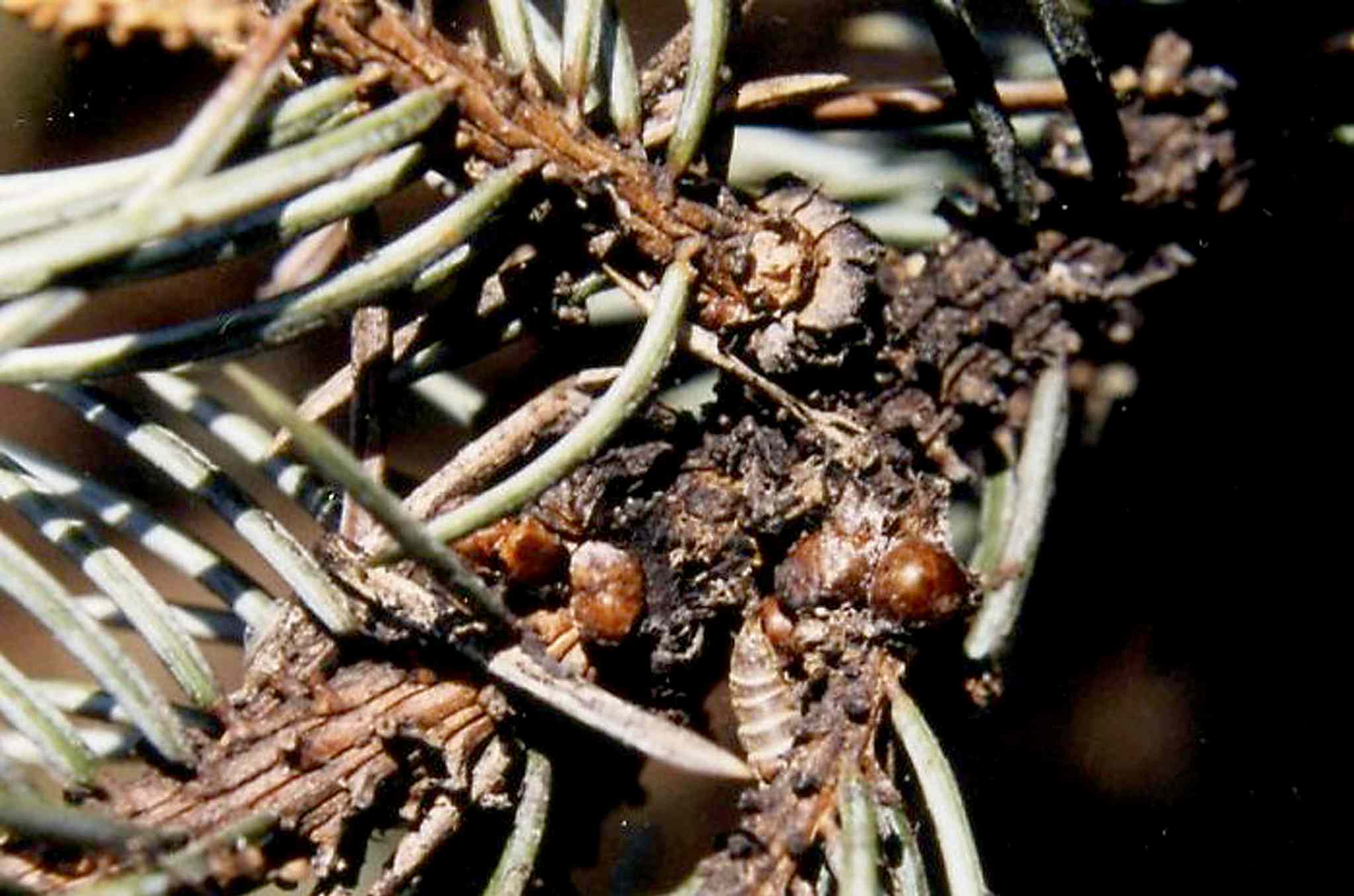 Scale insects suck the life out of your trees – Winnipeg Free Press