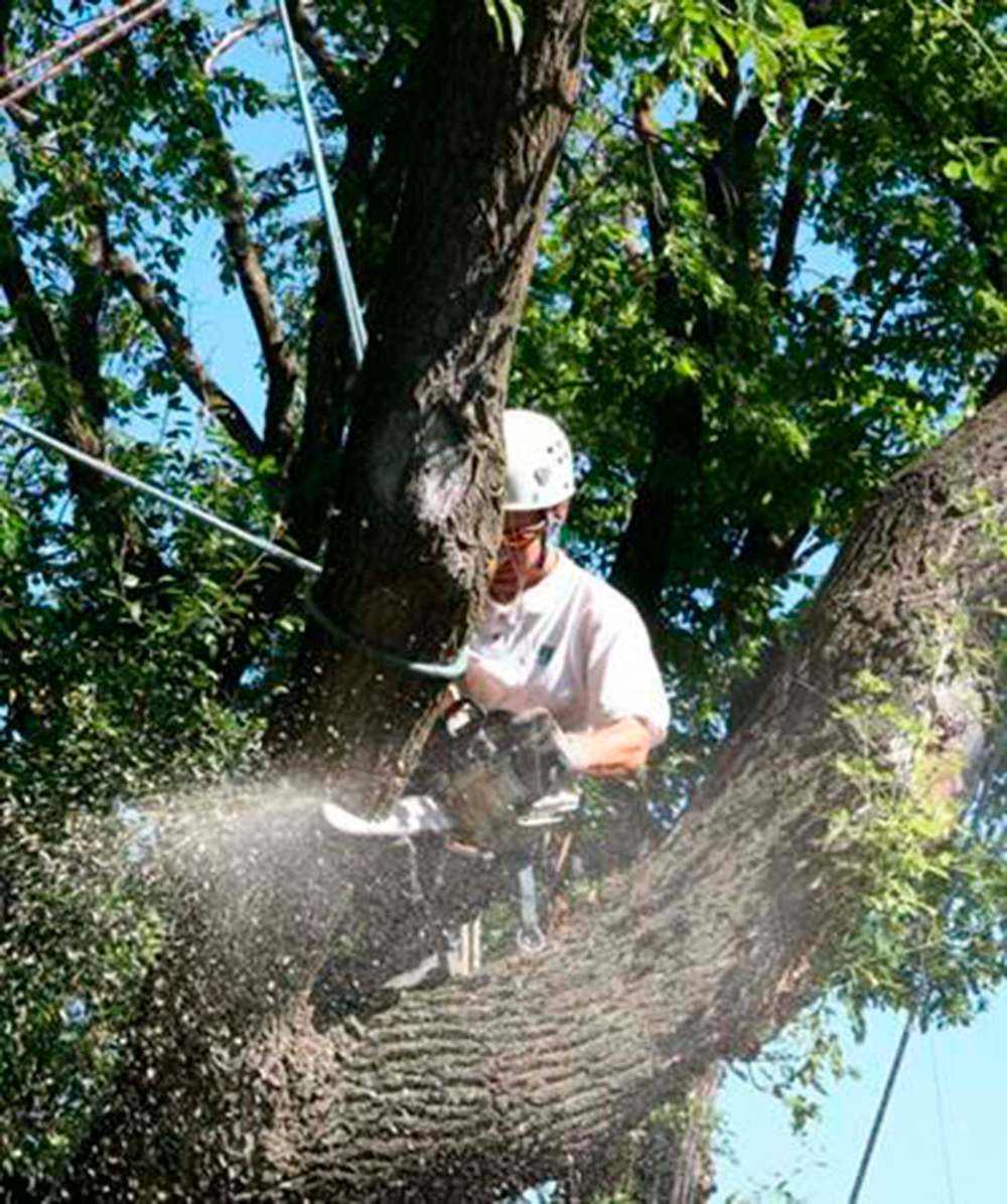Michael Allen / Winnipeg Free Press
Secured arborist removing a broken branch in a safe manner. Notice he has secured the limb he is cutting to prevent it from falling to the ground and causing harm or damage.