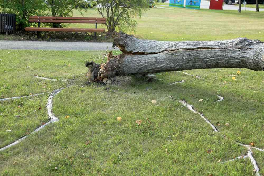 photo credit
As surface roots decay a tree can become weakened, often the results can be catastrophic.