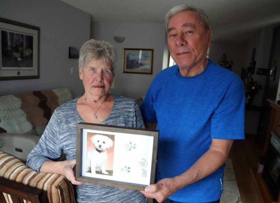 Mary and Ken Butchart with a photo of their deceased bichon frise, Holly, who was badly mauled in 2018 by a dog they believe was a pitbull. (Jason Halstead / Winnipeg Free Press)