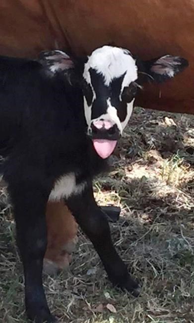 Heather Taccetta/Hill Country VisitorA newborn calf in Kerrville, Tex., named Genie, has facial markings that resemble Gene Simmons' makeup.