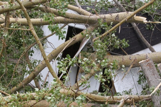 Mike Deal / Winnipeg Free PressFred Raynor's shed sits underneath fallen trees in his yard after a tornado passed overhead Monday night close to Tilston, Man.