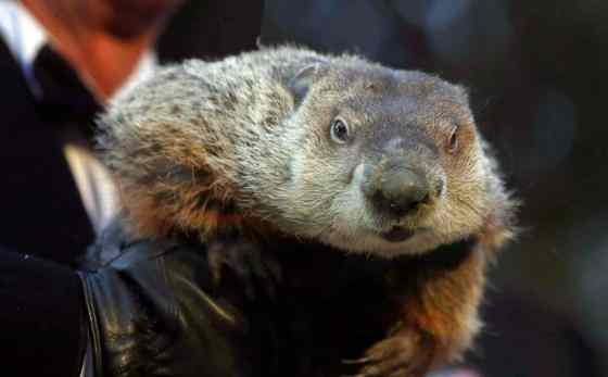Keith Srakocic / The Associated Press FilesThe weather predicting groundhog, Punxsutawney Phil.