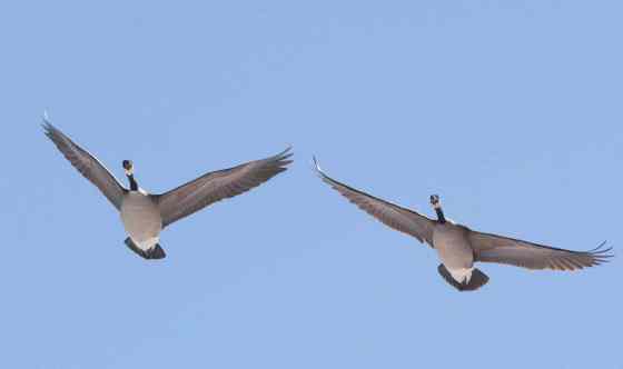 JOE BRYKSA / WINNIPEG FREE PRESSCanada geese arrive back in Winnipeg at Fort Whyte Nature Centre Monday morning.