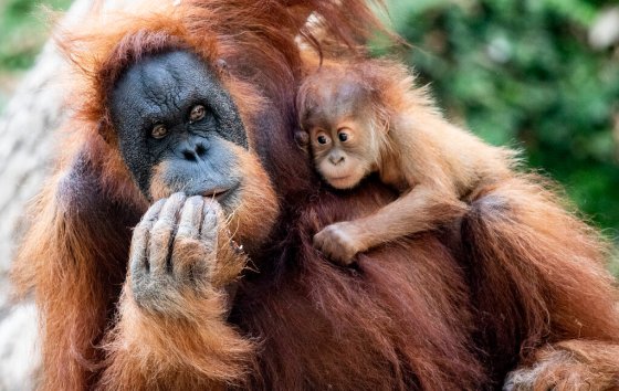 Orangutan baby Batu hangs in the arms of its mother Toba, who is eating coconuts, in the enclosure of the zoo in Hagenbeck, Hamburg, Germany on Sept. 10. (Axel Heimken / DPA)