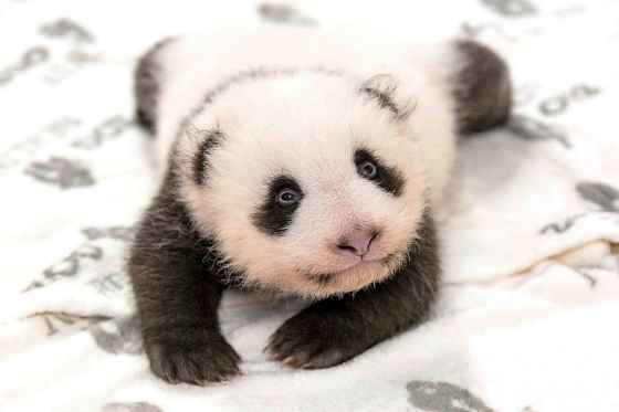 An eight-week-old baby panda — one of a set of twins — looks into the camera at Zoo Berlin in Germany on Oct. 24. (Zoo Berlin / The Associated Press files)