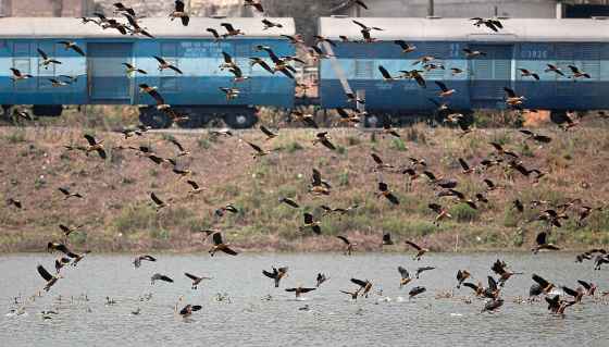 CPMay 12 was World Migratory Bird Day. (Anupam Nath / The Associated Press Files)