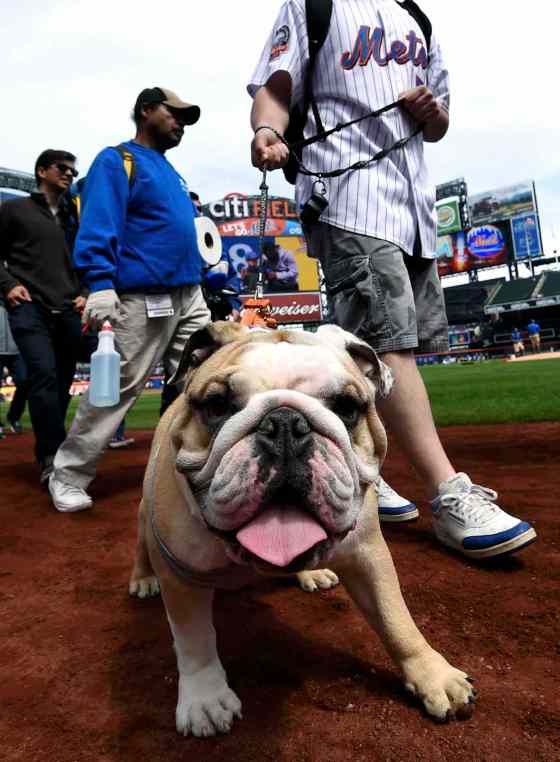 Kathy Kmonicek / The Associated Press FilesBark in the Park has been a success in other baseball fields, such as at Citi Field in New York.