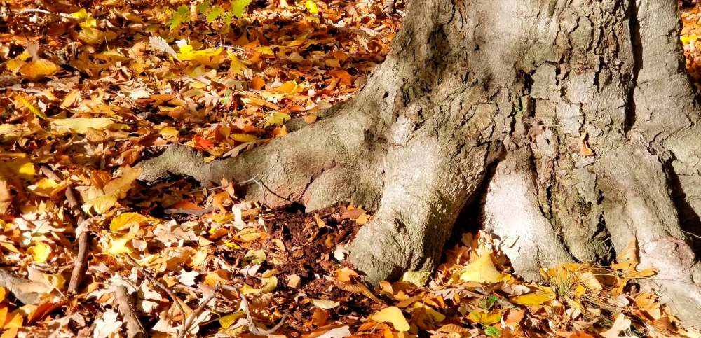 The ultimate tree planting goal is to grow a tree with a strong foundation for a lasting legacy.