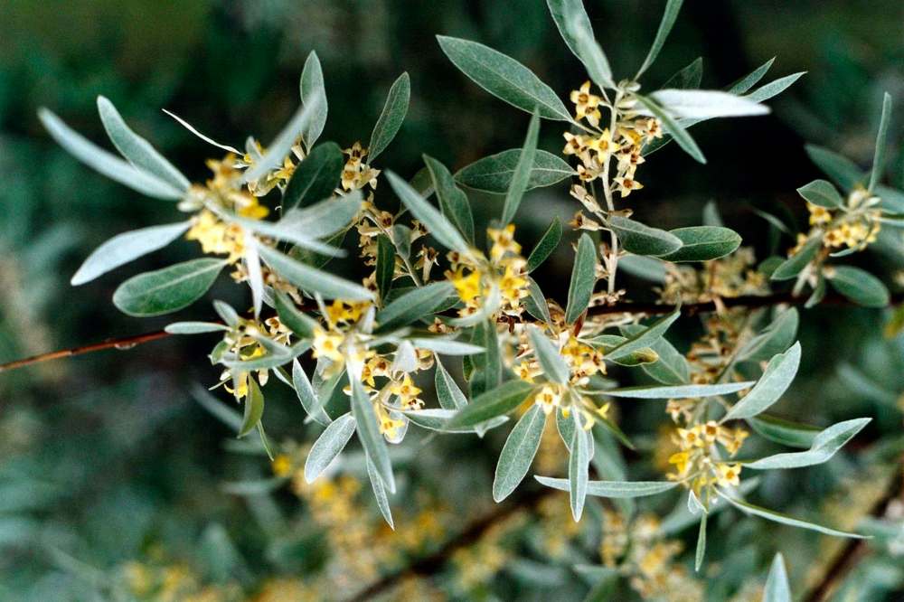 Russian olive flowers.