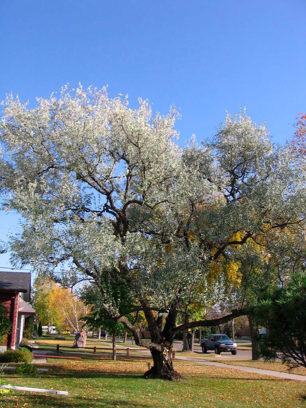 Michael Allen / Winnipeg Free Press
The Russian olive tree is now out-competing native vegetation around the southern areas of the province.