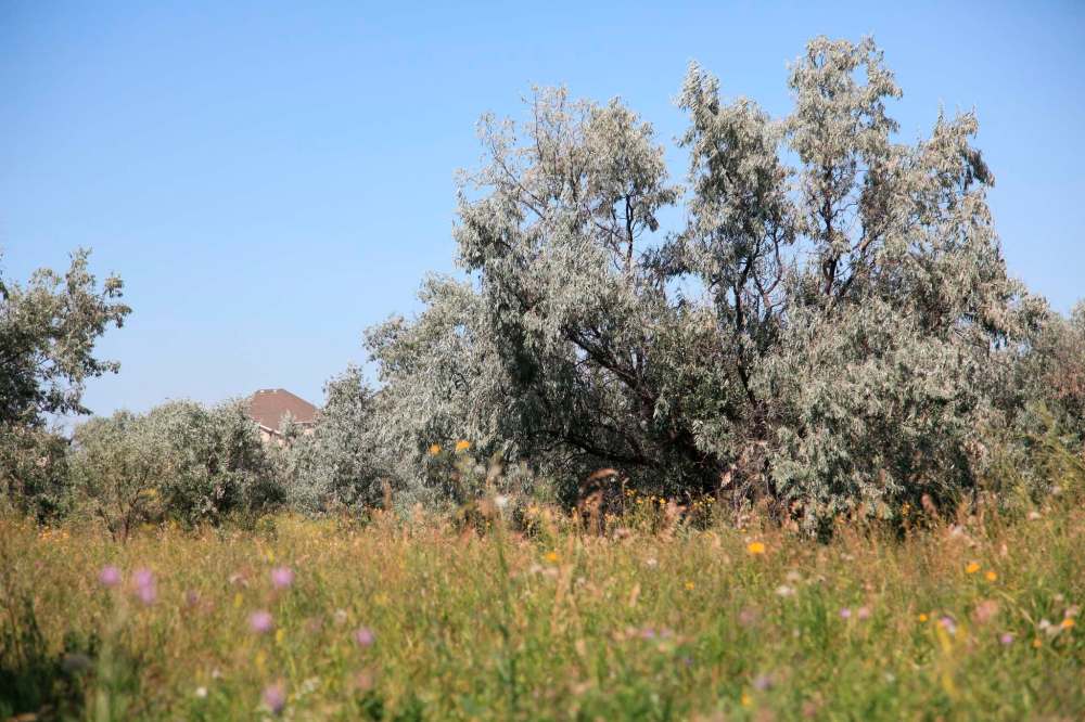 Abandoned field overgrown with Russian olive trees that have arisen from seeds dropped by birds.