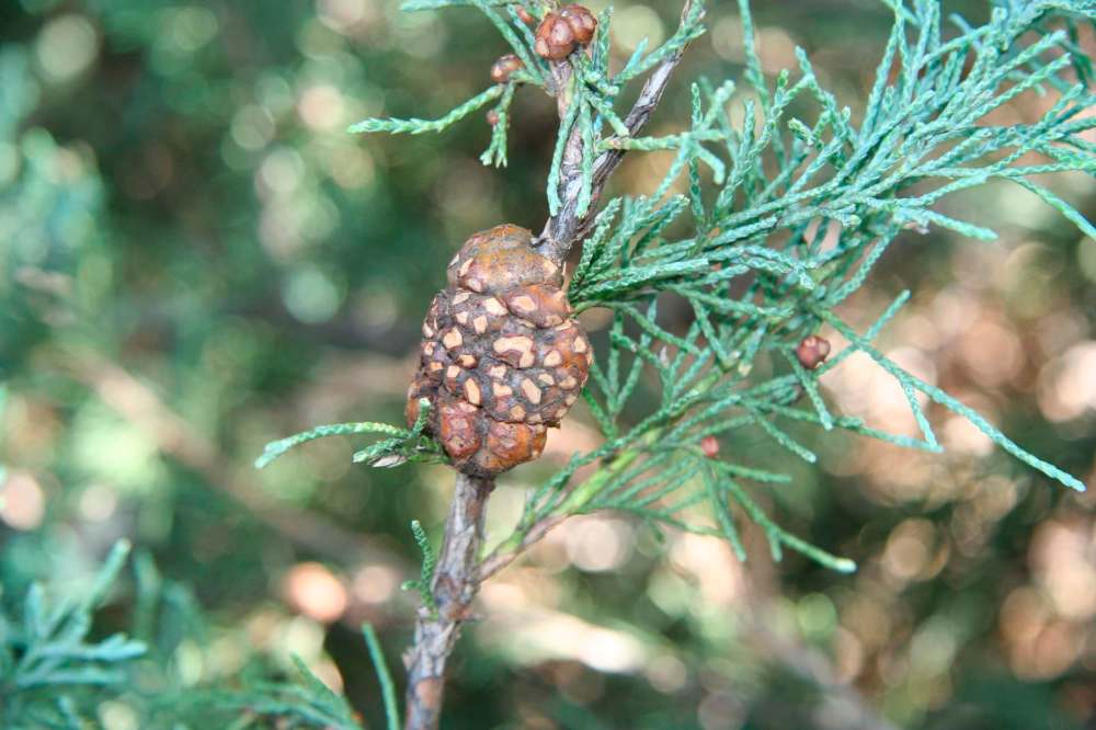 Michael Allen / Winnipeg Free Press
Telial galls on Juniper, part of the cycle of the hawthorn-juniper gall rust disease.