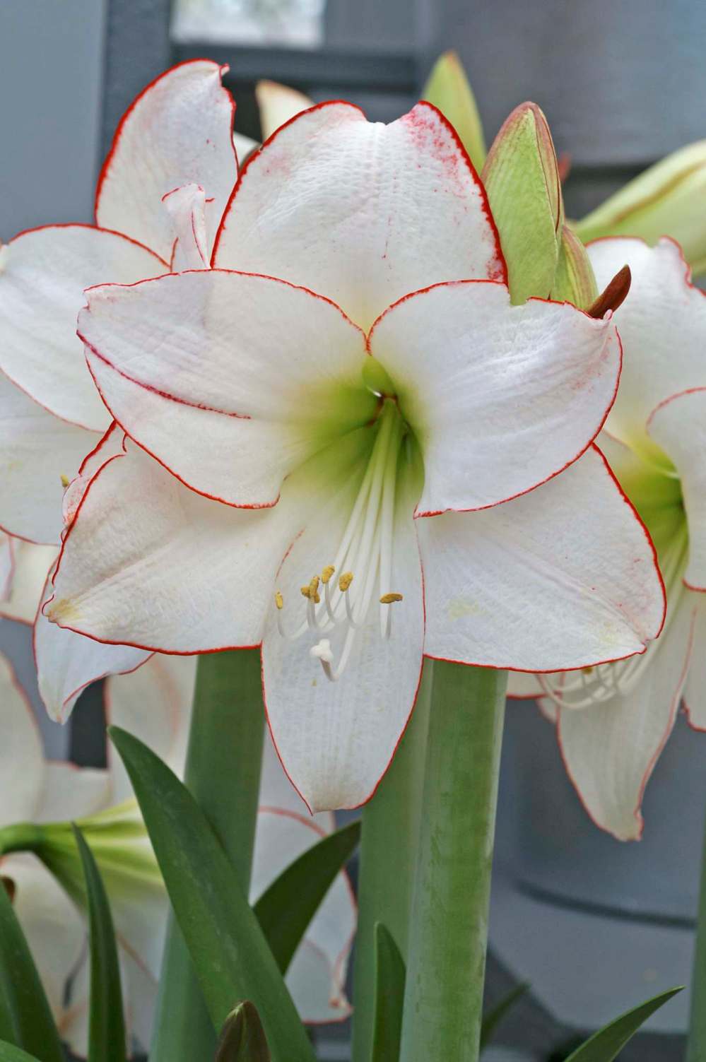 Simple Pleasures
Refreshingly white blooms of Picotee amaryllis are finely edged in a hint of red.