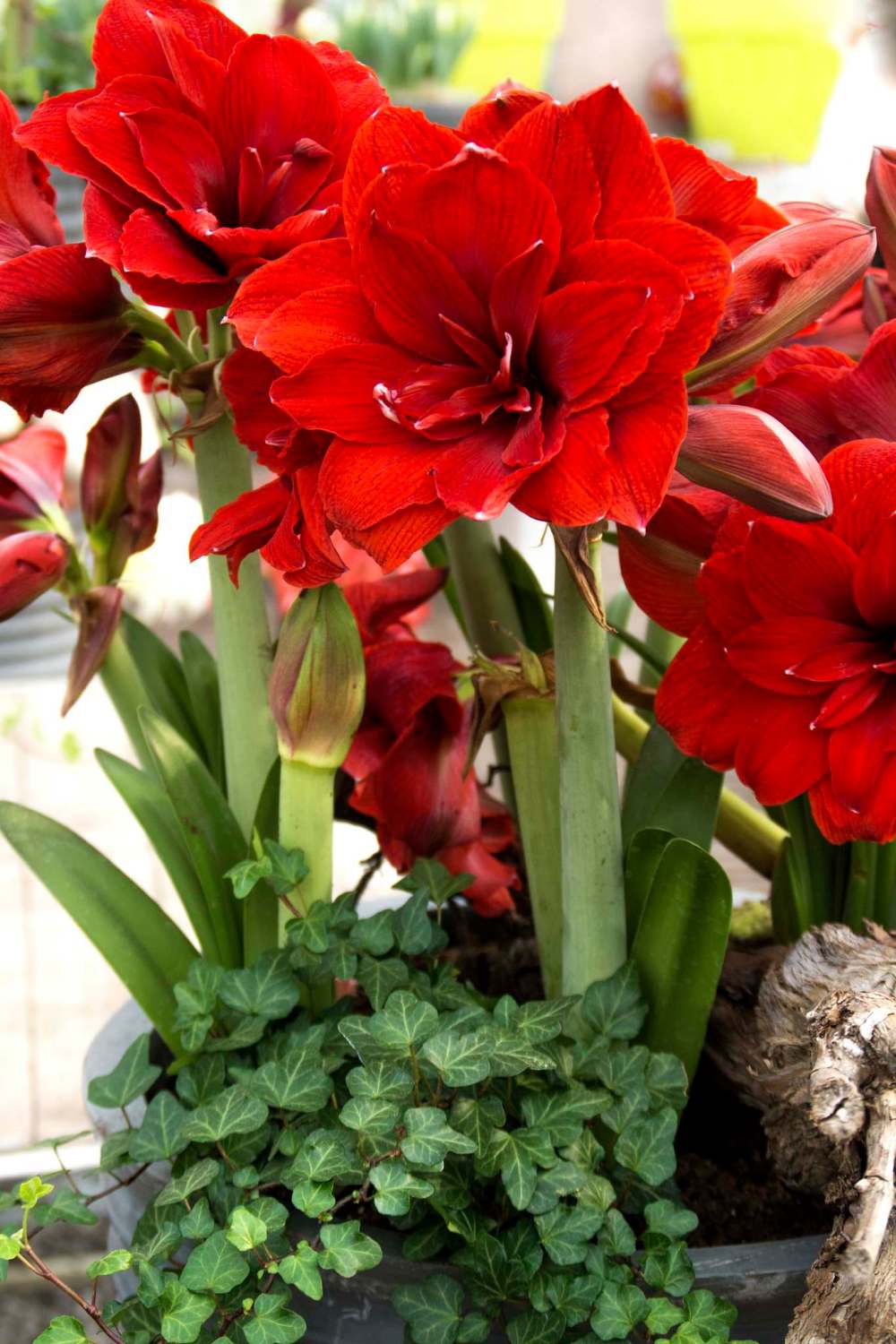 Simple Pleasures
Dress up your amaryllis display with ivies and moss. Shown: Double Dragon amaryllis.