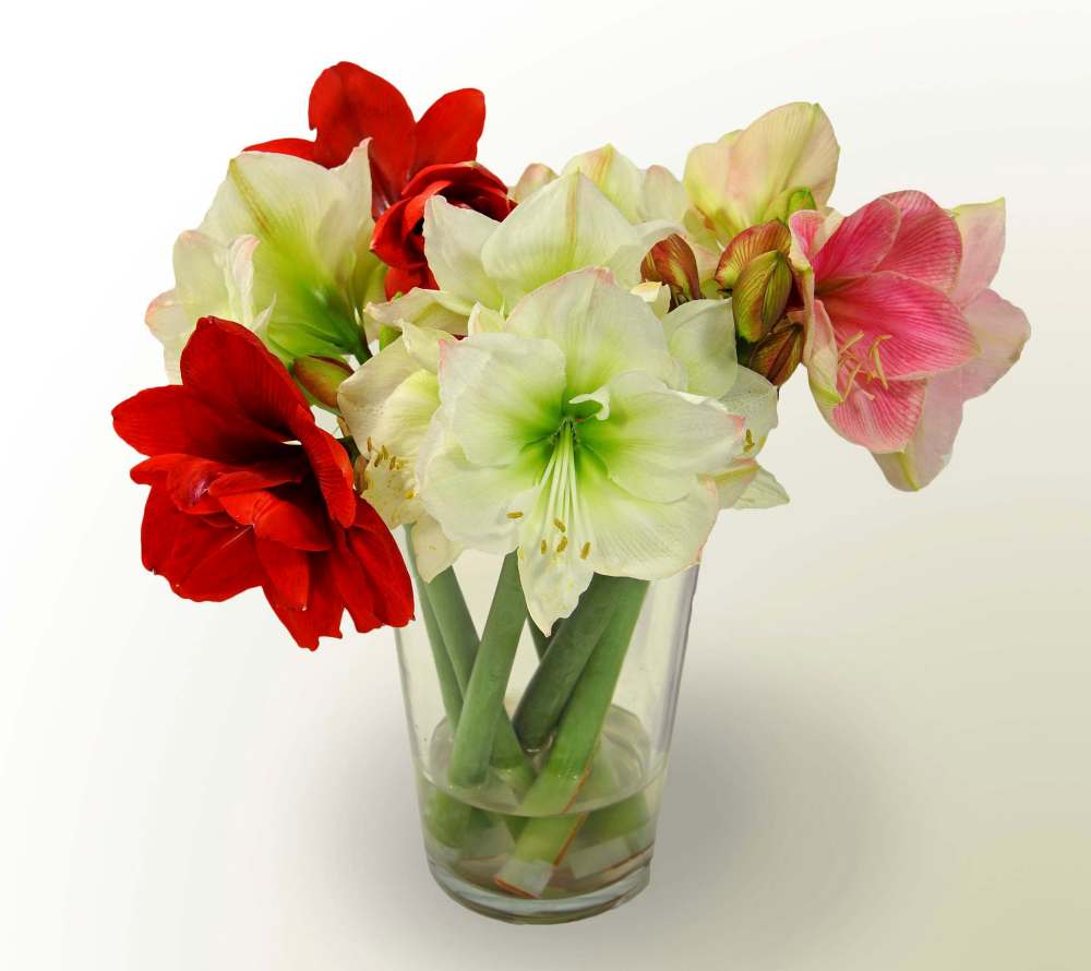 Simple Pleasures
Amaryllis as a cut flower? Why not? Fill the hollow stems with water and plug the base with a cotton ball.