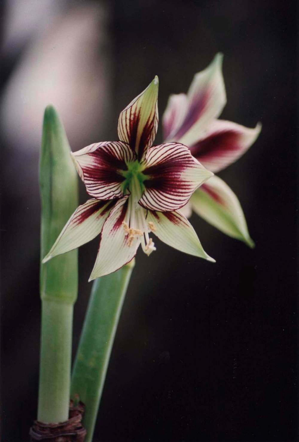 Orchid-like, dainty Papilio amaryllis has burgundy stripes on creamy petals.
Botanus